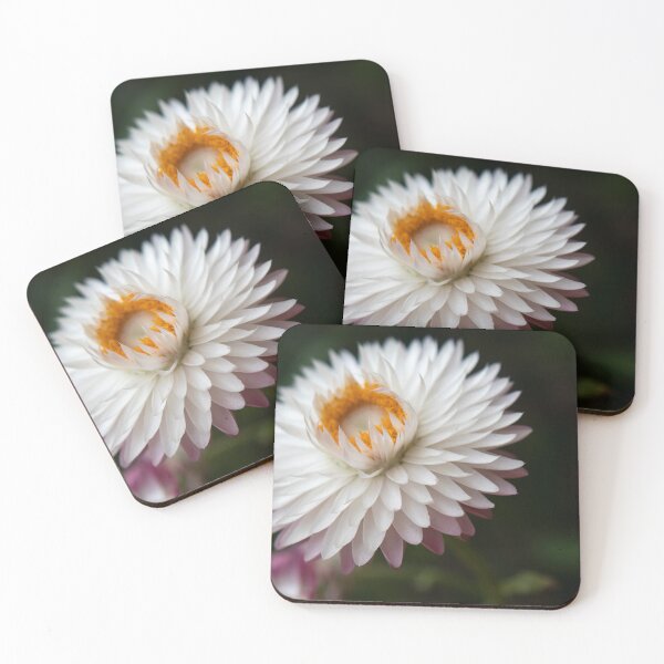 Item preview, Elegant White Strawflower in Soft Light designed and sold by OrsalArt.