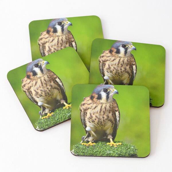 Item preview, American Kestrel  designed and sold by MercerImages.