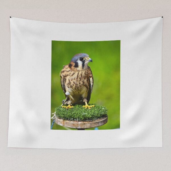 Item preview, American Kestrel  designed and sold by MercerImages.