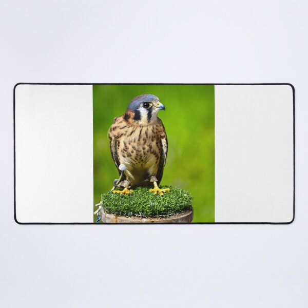 Item preview, American Kestrel designed and sold by MercerImages.