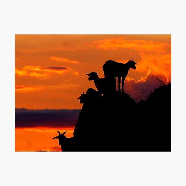 Item preview, Dili Goats at Dawn by Meli Fernandes designed and sold by Arte Moris.