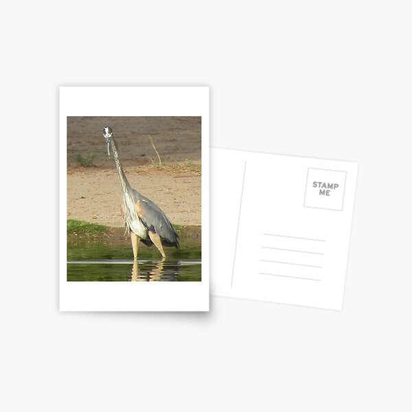 Juvenile Great Blue Heron Postcard