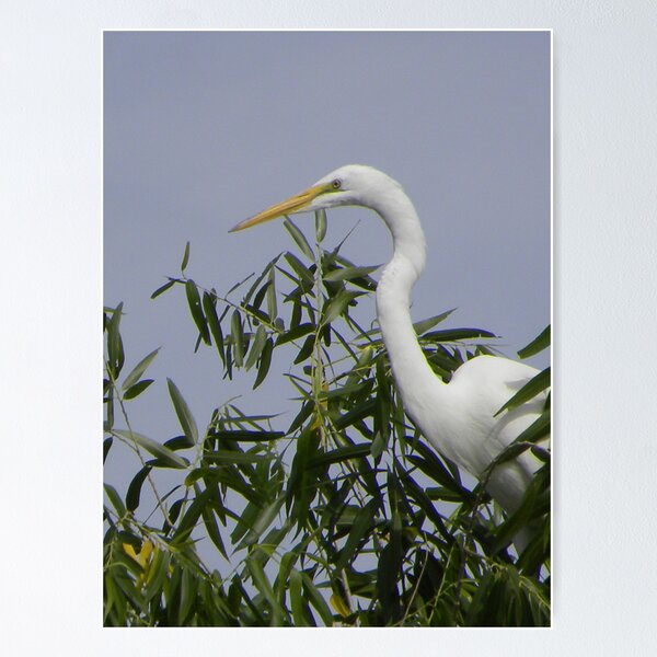 Aperçu de l'œuvre Great White Heron créée et vendue par ChuckCheatham.
