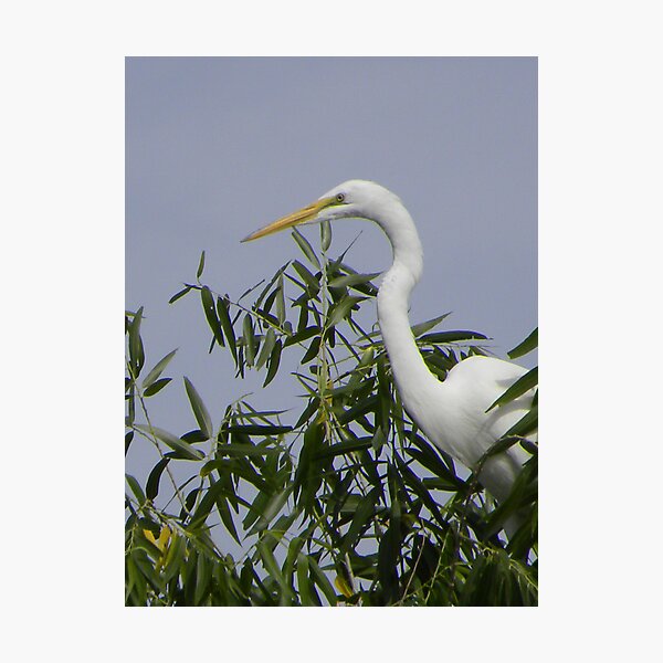 Item preview, Great White Heron designed and sold by ChuckCheatham.