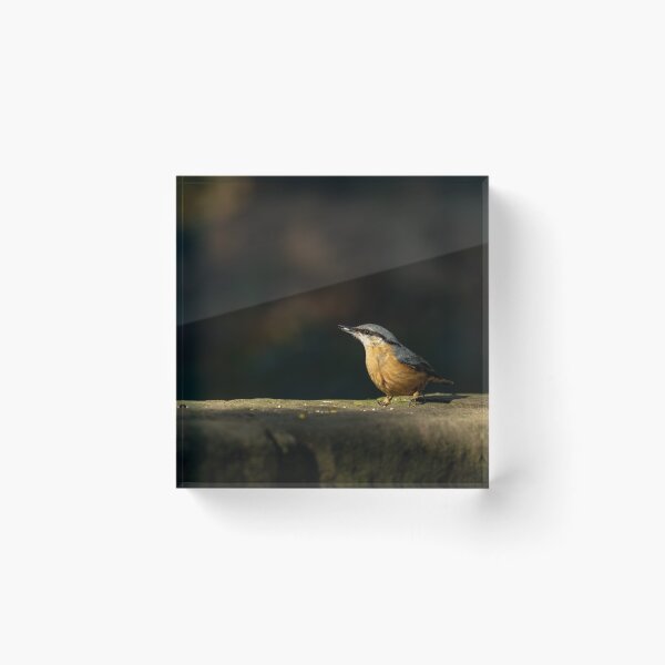 Item preview, Eurasian Nuthatch feeding against a dark background. designed and sold by RobThorley.