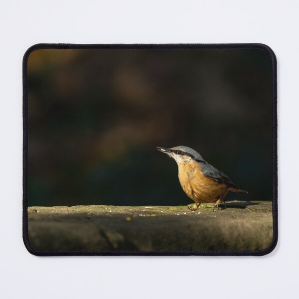 Item preview, Eurasian Nuthatch feeding against a dark background. designed and sold by RobThorley.