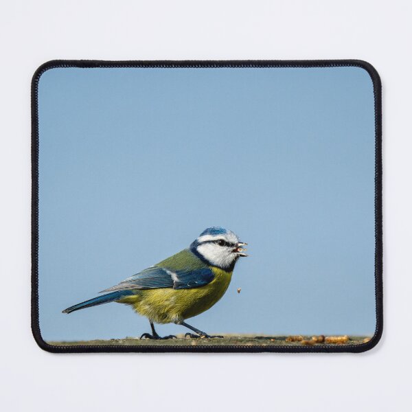 Item preview, Eurasian Blue Tit feeding on a stone wall. designed and sold by RobThorley.