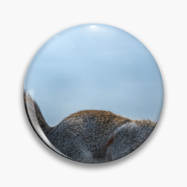 Item preview, Grey Squirrel, Sciurus carolinensis feeding. designed and sold by RobThorley.