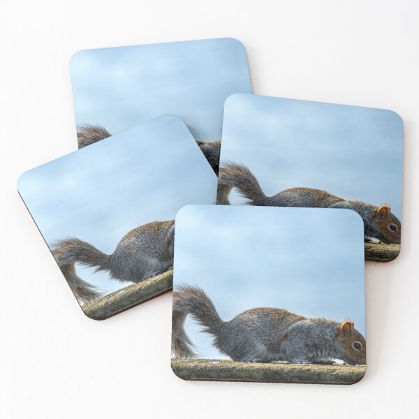 Item preview, Grey Squirrel, Sciurus carolinensis feeding. designed and sold by RobThorley.