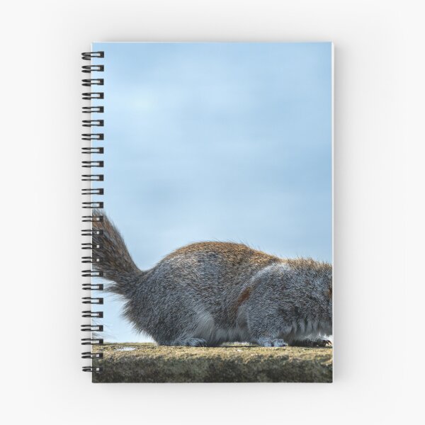 Item preview, Grey Squirrel, Sciurus carolinensis feeding. designed and sold by RobThorley.