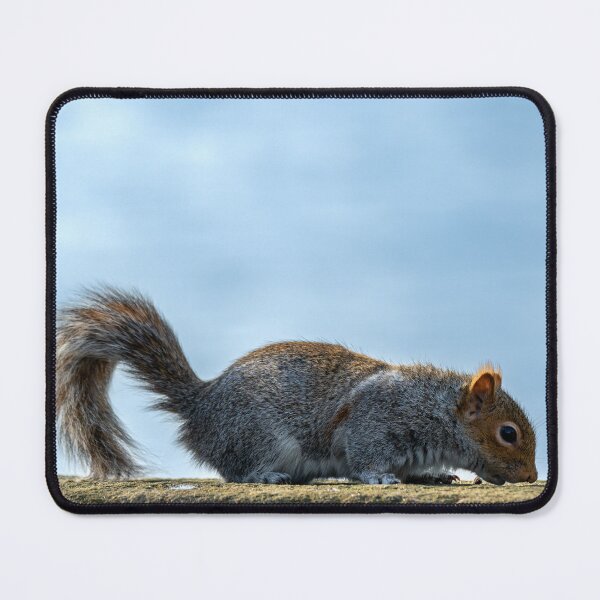 Item preview, Grey Squirrel, Sciurus carolinensis feeding. designed and sold by RobThorley.