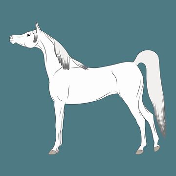 Aperçu de l'œuvre Cheval Arabe, dessin cheval gris, cheval oriental, races de chevaux de l'Arabie Saoudite de WebEquitation®