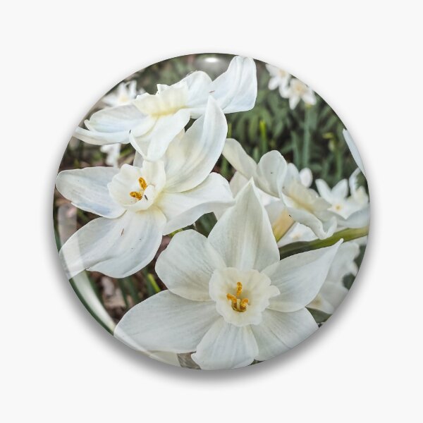 Item preview, Paperwhites 2025 designed and sold by Douglas E. Welch Design and Photography.