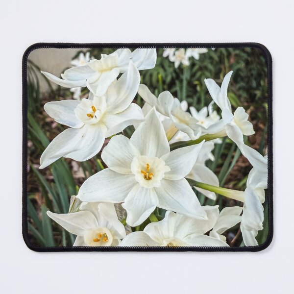 Item preview, Paperwhites 2025 designed and sold by Douglas E. Welch Design and Photography.