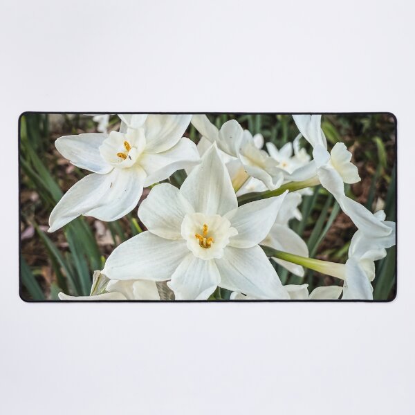 Item preview, Paperwhites 2025 designed and sold by Douglas E. Welch Design and Photography.