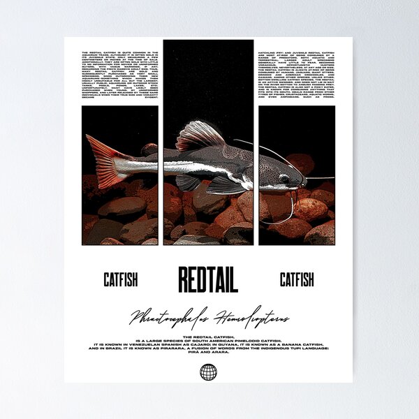 Item preview, Redtail Catfish Water Change Monster Fish designed and sold by JRRTs.