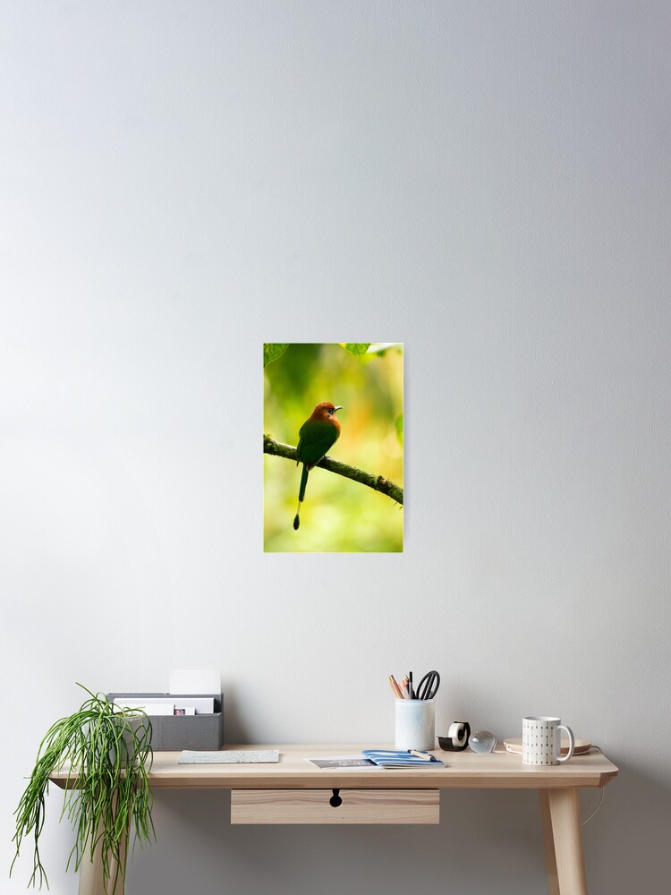 Thumbnail 2 of 3, Poster, Costa Rican Motmot designed and sold by youngpip.