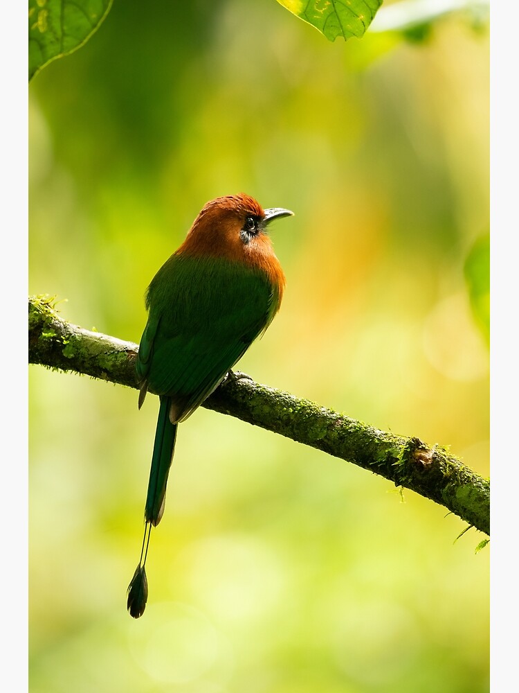 Thumbnail 3 of 3, Poster, Costa Rican Motmot designed and sold by youngpip.