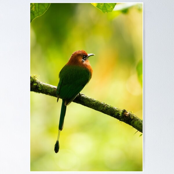 Costa Rican Motmot Poster