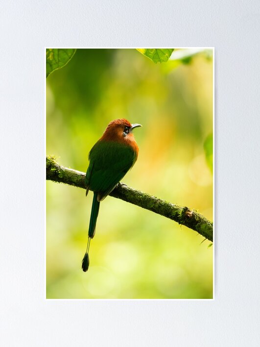 Thumbnail 1 of 3, Poster, Costa Rican Motmot designed and sold by youngpip.