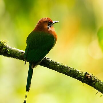 Artwork thumbnail, Costa Rican Motmot by Philip Ward Photography