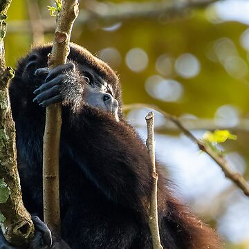 Artwork thumbnail, Howler Monkey in Costa Rica by Philip Ward Photography