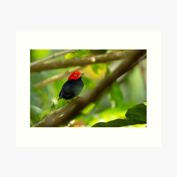 Red Capped Manakin in Costa Rica Art Print