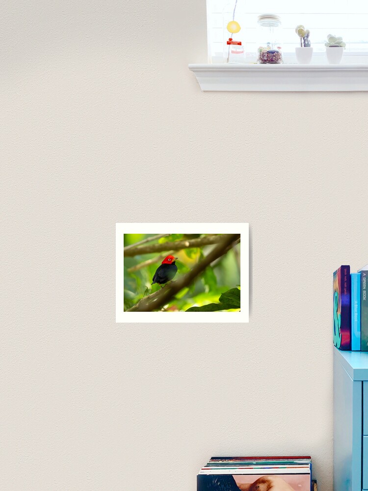 Thumbnail 2 of 3, Art Print, Red Capped Manakin in Costa Rica designed and sold by youngpip.