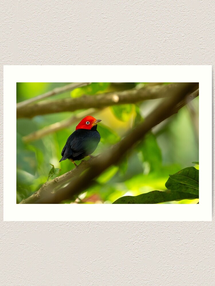 Thumbnail 1 of 3, Art Print, Red Capped Manakin in Costa Rica designed and sold by youngpip.