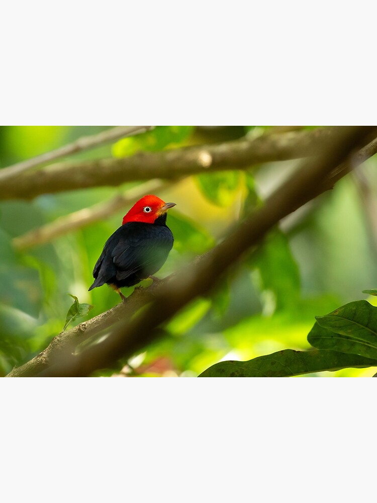 Thumbnail 3 of 3, Art Print, Red Capped Manakin in Costa Rica designed and sold by youngpip.