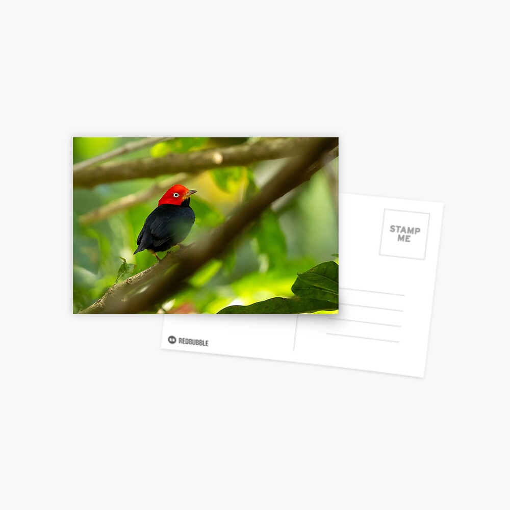 Item preview, Postcard designed and sold by youngpip.