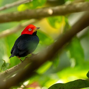 Artwork thumbnail, Red Capped Manakin in Costa Rica by Philip Ward Photography