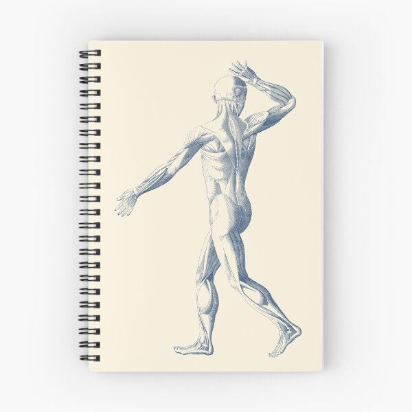 Item preview, Human Muscular System - Artistic View designed and sold by VAposters.