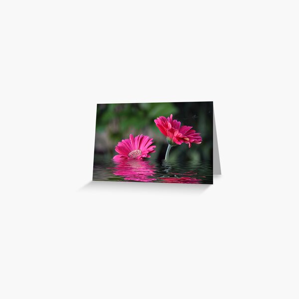 Gerber Daisy's Greeting Card