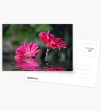 Gerber Daisy's Postcards