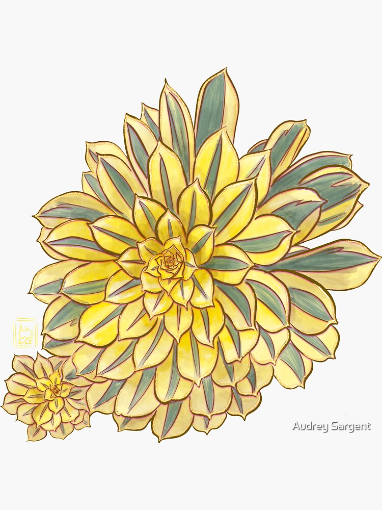 Thumbnail 4 of 4, Sticker, Succulent Jewels: Aeonium Sunburst designed and sold by audreysargent.