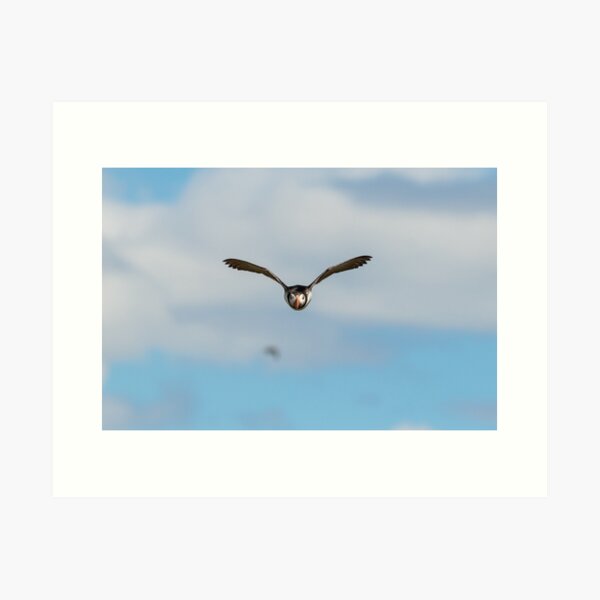 Puffin in flight heading towards us Art Print