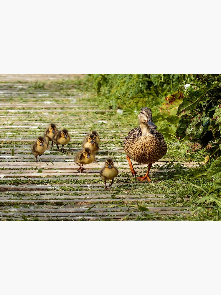 Thumbnail 2 of 2, Greeting Card, Mother duck and her baby mallard chicks designed and sold by youngpip.