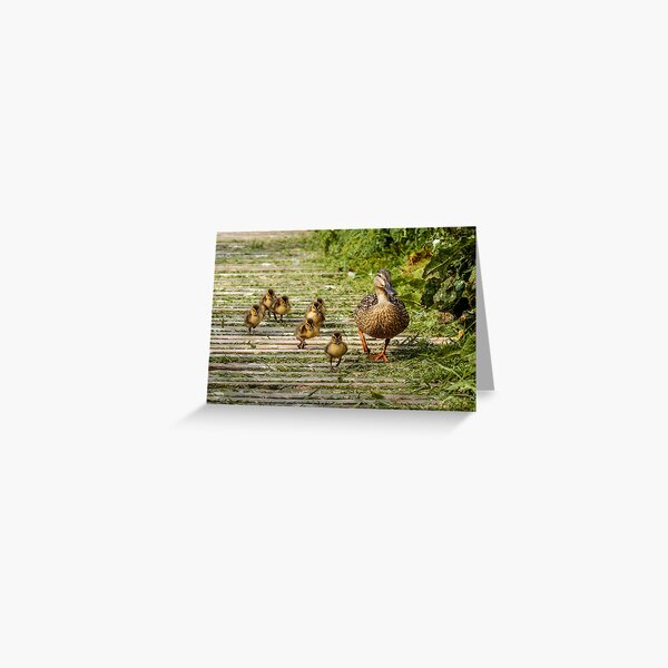 Artikel-Vorschau von Entenmutter und ihre Stockentenküken, designt und verkauft von Philip Ward Photography.