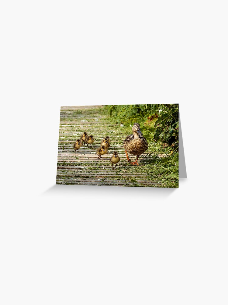 Thumbnail 1 of 2, Greeting Card, Mother duck and her baby mallard chicks designed and sold by youngpip.