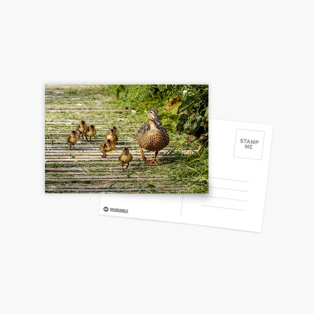 Item preview, Postcard designed and sold by youngpip.