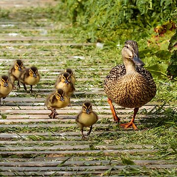Artwork thumbnail, Mother duck and her baby mallard chicks by Philip Ward Photography