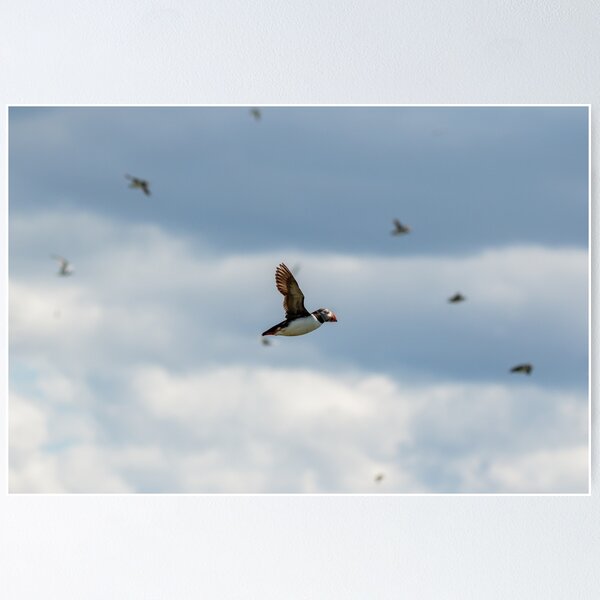 Flight of the puffins Poster
