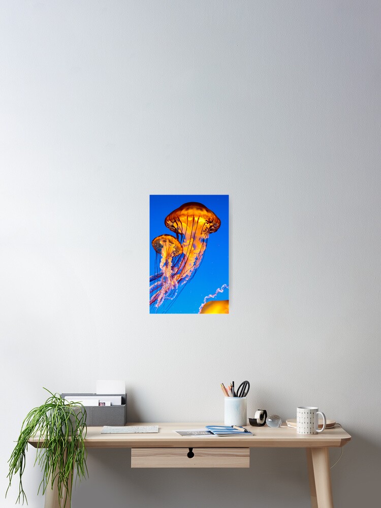 Thumbnail 2 of 3, Poster, Pacific sea nettle jellyfish designed and sold by youngpip.