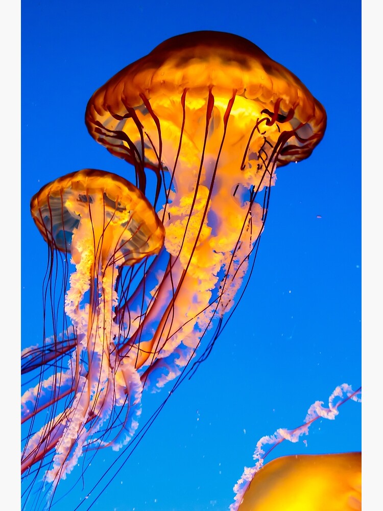 Thumbnail 3 of 3, Poster, Pacific sea nettle jellyfish designed and sold by youngpip.
