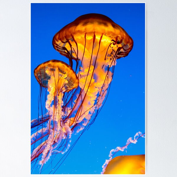 Pacific sea nettle jellyfish Poster
