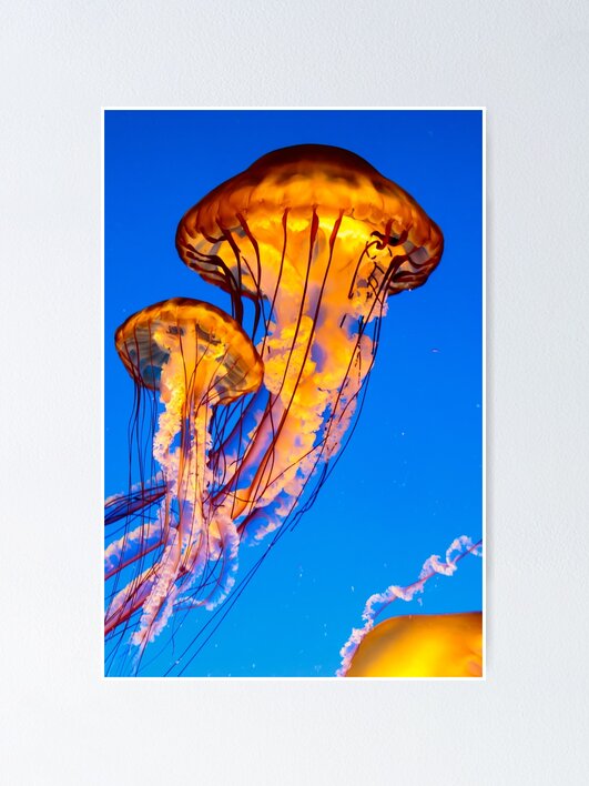 Thumbnail 1 of 3, Poster, Pacific sea nettle jellyfish designed and sold by youngpip.