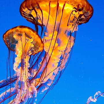 Artwork thumbnail, Pacific sea nettle jellyfish by Philip Ward Photography