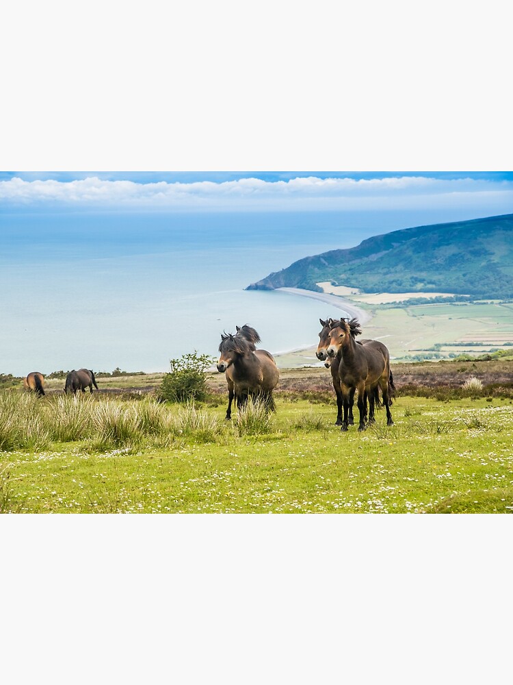 Thumbnail 3 of 3, Poster, Wild ponies in Exmoor, UK designed and sold by youngpip.