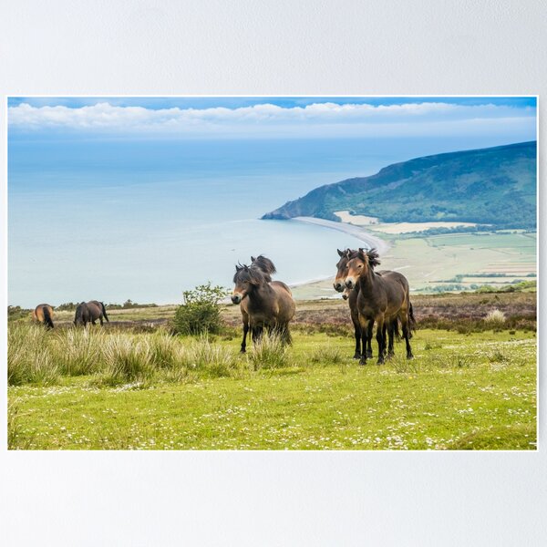 Wild ponies in Exmoor, UK Poster